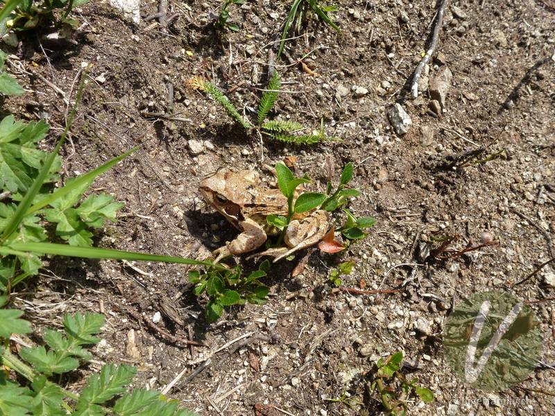 Springfrosch: Übersicht